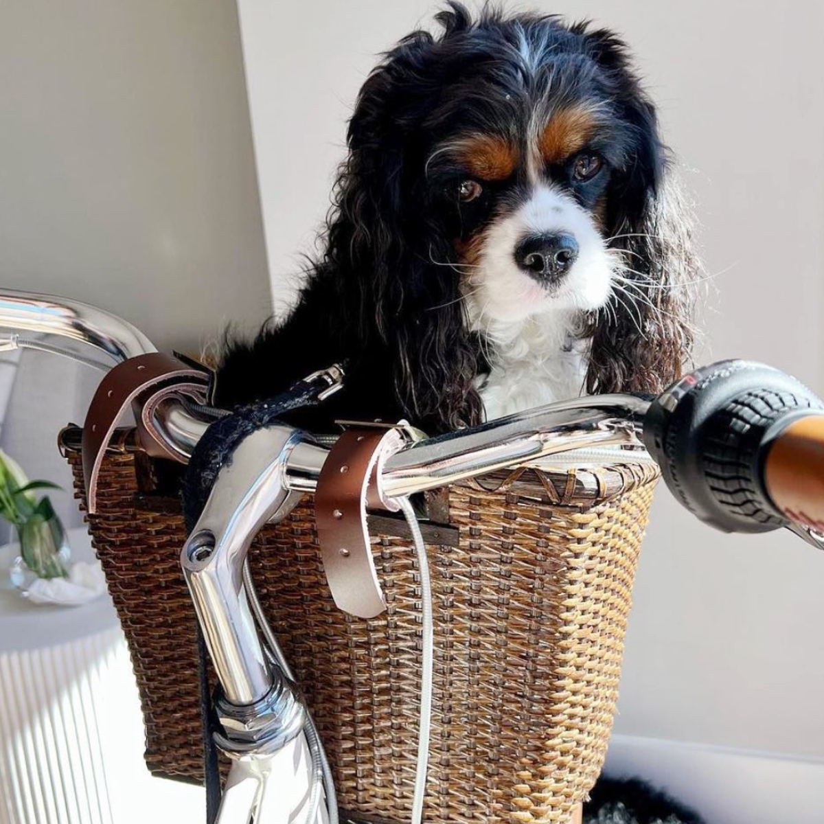 King Charles spaniel in Retrospec wicker bike basket